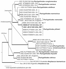 Attēlu rezultāti vaicājumam “Pachyphloeus melanoxanthus”