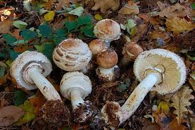 Attēlu rezultāti vaicājumam “Macrolepiota rhacodes var. bohemica”