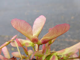 Attēlu rezultāti vaicājumam “Acer saccharinum fruit”