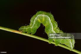 Attēlu rezultāti vaicājumam “Autographa gamma”