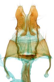 Attēlu rezultāti vaicājumam “Euphydrias aurinia upperside”