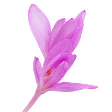 Image result for Herbstzeitlose