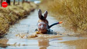 Image result for Bog Snorkelling Championships