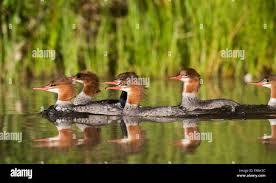 Attēlu rezultāti vaicājumam “Mergus merganser juvenile”