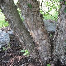 Attēlu rezultāti vaicājumam “Betula”