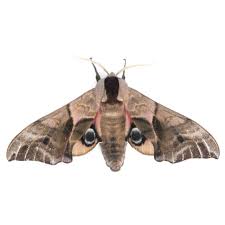 Attēlu rezultāti vaicājumam “Smerinthus ocellata”