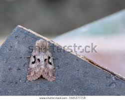 Attēlu rezultāti vaicājumam “Orthosia gothica”