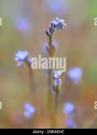Attēlu rezultāti vaicājumam “Myosotis stricta flower”