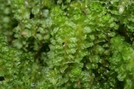 Attēlu rezultāti vaicājumam “Tritomaria”