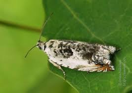 Attēlu rezultāti vaicājumam “Ancylis laetana”