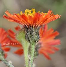 Image result for Hieracium aurantiacum