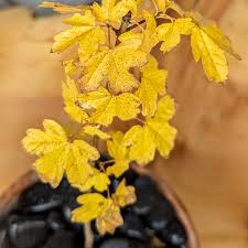 Attēlu rezultāti vaicājumam “Acer campestre flower”