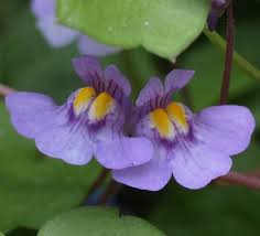 Attēlu rezultāti vaicājumam “Cymbalaria muralis”