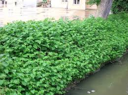 Attēlu rezultāti vaicājumam “Reynoutria sachalinensis”