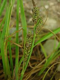 Attēlu rezultāti vaicājumam “Carex paupercula”