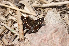 Attēlu rezultāti vaicājumam “Araschnia levana upperside”