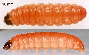 Attēlu rezultāti vaicājumam “Phronia sp. larva”