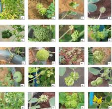 Attēlu rezultāti vaicājumam “Medicago”