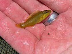 Image result for Tautogolabrus adspersus