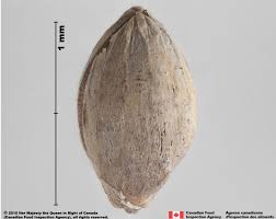 Attēlu rezultāti vaicājumam “Setaria viridis fruit”