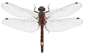 Attēlu rezultāti vaicājumam “Leucorrhinia pectoralis”