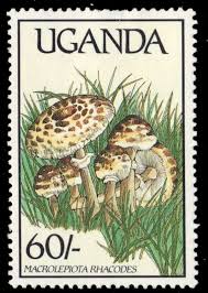 Attēlu rezultāti vaicājumam “Macrolepiota rhacodes”