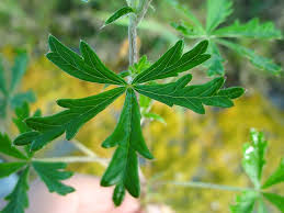 Image result for Potentilla argentea