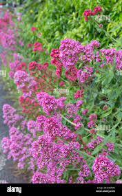 Attēlu rezultāti vaicājumam “Valerianaceae”