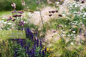 Attēlu rezultāti vaicājumam “Hordeum jubatum”