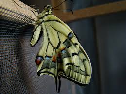 Attēlu rezultāti vaicājumam “Papilio machaon upperside”