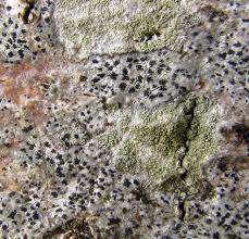 Attēlu rezultāti vaicājumam “Arthonia byssacea”