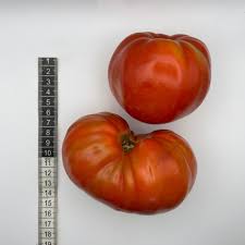 Afbeeldingsresultaat voor erdie family oxheart tomato