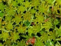 Attēlu rezultāti vaicājumam “Sphagnum wulfianum”