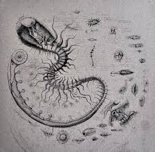 Attēlu rezultāti vaicājumam “Chilopoda”