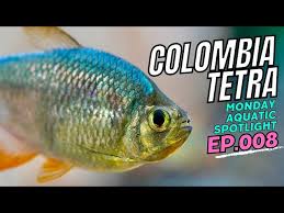 Attēlu rezultāti vaicājumam “Bilimbia tetramera”