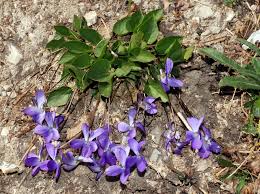 Attēlu rezultāti vaicājumam “Viola collina”