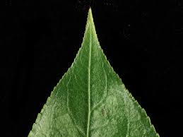 Attēlu rezultāti vaicājumam “Salix pentandra leaf”