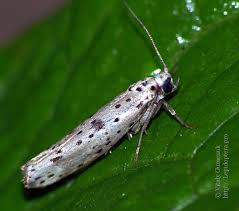 Attēlu rezultāti vaicājumam “Yponomeuta plumbella”