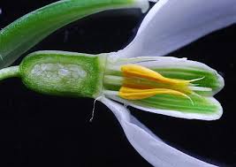 Attēlu rezultāti vaicājumam “Galanthus nivalis fruit”