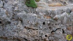 Attēlu rezultāti vaicājumam “Radulomyces confluens”