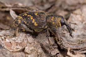 Attēlu rezultāti vaicājumam “Hylobius abietis”