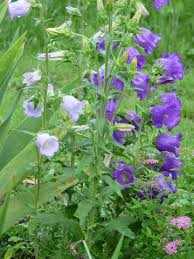 Image result for Marienglockenblumen