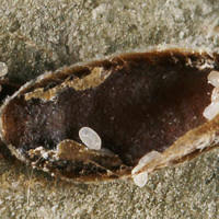 Attēlu rezultāti vaicājumam “Lepidosaphes ulmi imago”