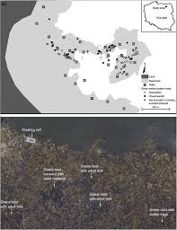 Attēlu rezultāti vaicājumam “Podiceps cristatus nest”