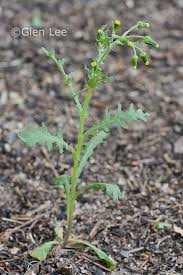 Attēlu rezultāti vaicājumam “Senecio vulgaris leaf”