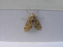 Attēlu rezultāti vaicājumam “Cataclysta lemnata”