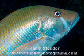 Image result for Lutjanus jocu