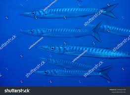 Image result for Sphyraena viridensis