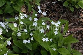 Image result for Omphalodes verna