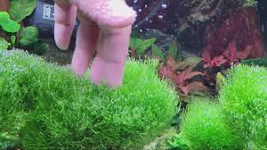 Attēlu rezultāti vaicājumam “Riccia fluitans”